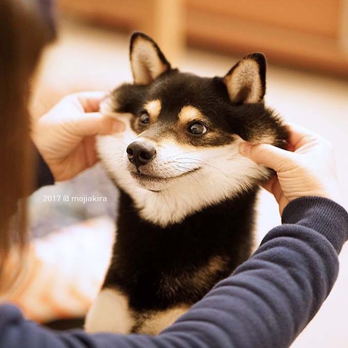 25+1 αξιολάτρευτοι σκύλοι με μάγουλα που είναι αδύνατον να μην ζουλήξεις