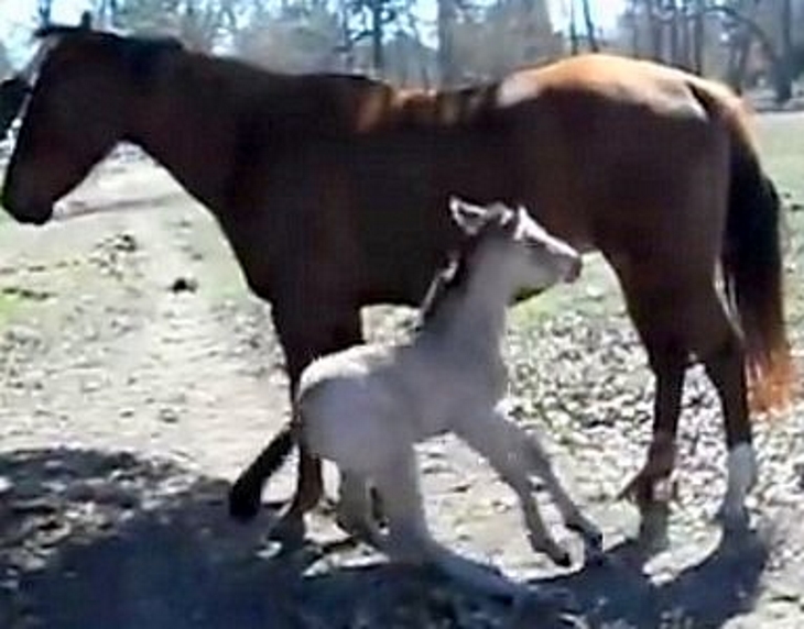 Νεογέννητο άλογο φτερνίζεται για πρώτη φορά και έχει την πιο ανεκτίμητη αντίδραση